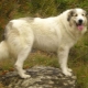 Pyrenean Mountain Dog: Characterization and Cultivation