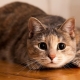 Psychology of cats: useful information about behavior