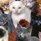 A variety of cat breeds