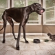 The tallest dogs in the world