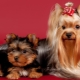 Yorkshire Terrier Nickname List