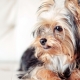 Yorkshire Terrier haircuts: types and selection rules