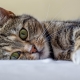 All about cats: description, types and content