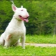 All about miniature bull terriers