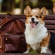 All about welsh corgi pembroke