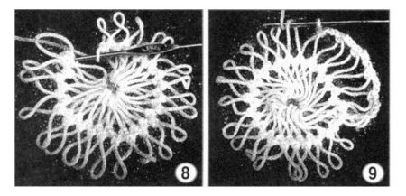 Tying motifs from ribbons
